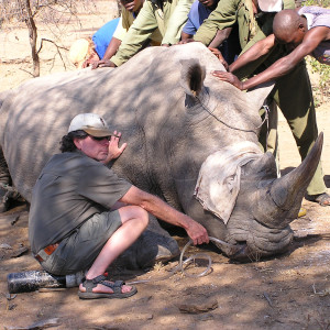 Ed Warner assists with a tranquilized rhino