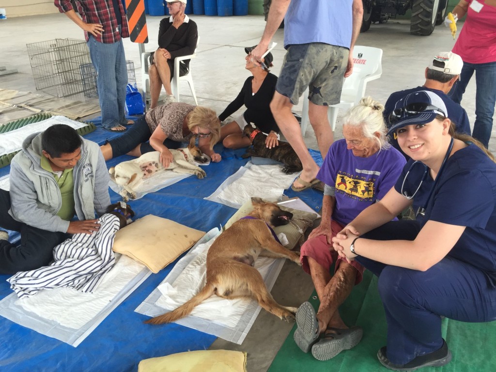 Veterinary students prep animals, conduct surgery and oversee recovery during free spay-neuter clinics.
