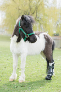 Miniature horse Shine is fitted with a prosthetic hoof at Colorado State University's Veterinary Teaching Hospital, April 19, 2016.