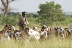 Fulani herder with goats