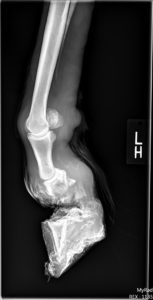 radiograph Shine's hoof and lower leg