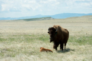 bison calf and mom on Soapstone Prairie Natural Area