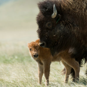 bison calf mom Soapstone May 2016