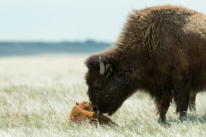 bison calf nuzzled by mom Soapstone May 2016