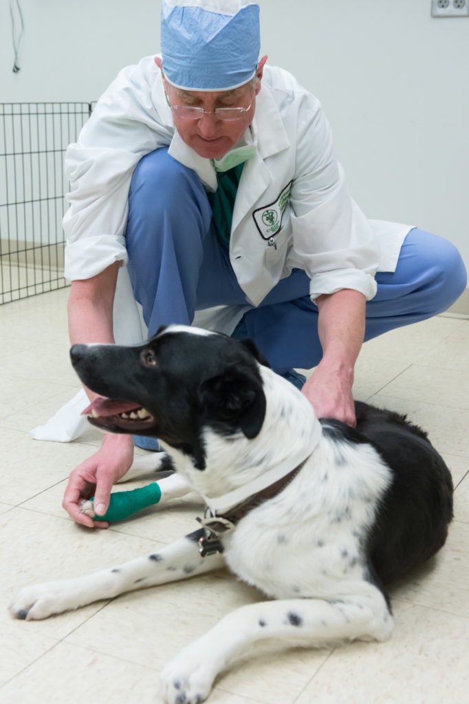 Colorado State University Clinical Sciences professor Dr. Nicolaas Lambrechts evaluates Josh and Katherine Hawkins' border collie Boone, January 7, 2016, as he recovers from severe injuries after being hit by a truck on October 7, 2015. Colorado State University Clinical Sciences professor Dr. Nicolaas Lambrechts evaluates Josh and Katherine Hawkins' border collie Boone, January 7, 2016, as he recovers from severe injuries after being hit by a truck on October 7, 2015.