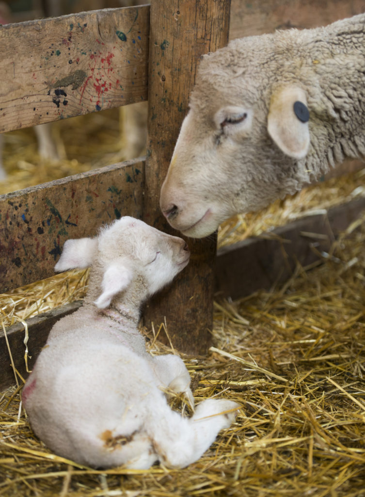 A ewe and her lamb bond in their pen Friday May 6, 2015, during a lambing practice at the lambing camp of the Warren Livestock Ranch in Wyoming.