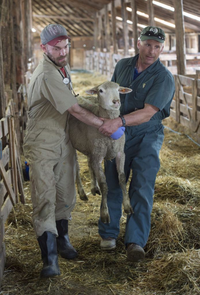 Dr. Dave Van Metre, right, carries a ewe out of her pen to attend an injured hoof with student, Dave Williams, left, Friday May 6, 2015, during a lambing practice at the lambing camp of the Warren Livestock Ranch in Wyoming.