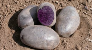 potato_Purple Majesty