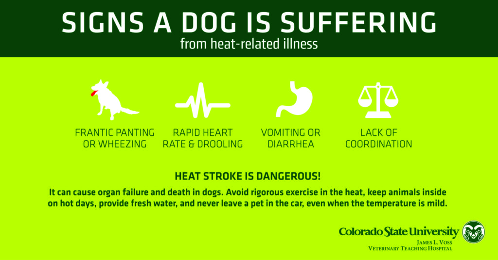 dogs heat-related illness infographic