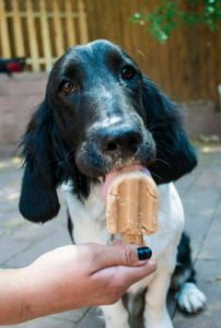 Sam the dog licks a pupsicle from Revolution Artisan Pops