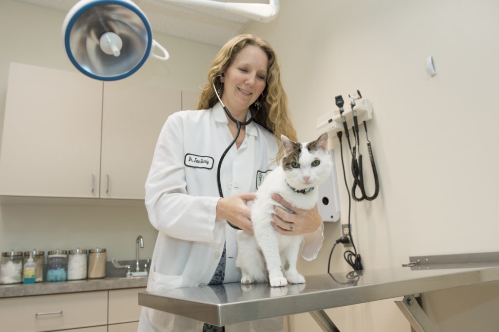 Dr. Jessica Quimby examines Kobe for her clinical study for stem cell treatment of feline chronic kidney disease at the James L. Voss Veterinary Teaching Hospital in the Small Animal Internal Medicine Department. September 17, 2014