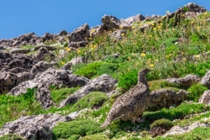 mountain landscape scenery with Ptarmigan camouflaged in the roc