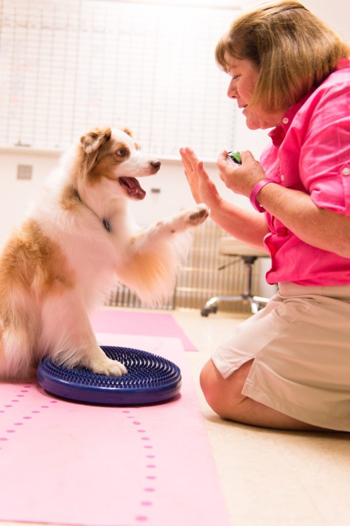 Colorado State University veterinary technician Laura Southworth, veterinary neurologist Rebecca Packer and Chari Leleck work on physical therapy exercises with Leleck's dog Cricket at CSU's Veterinary Teaching Hospital, June 21, 2016.