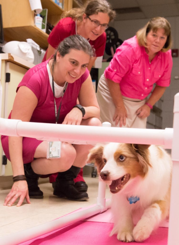 Colorado State University veterinary neurologist Rebecca Packer, veterinary technician Laura Southworth and Chari Leleck watch Leleck's dog cricket do a crawling exercise during physical therapy at CSU's Veterinary Teaching Hospital, June 21, 2016.