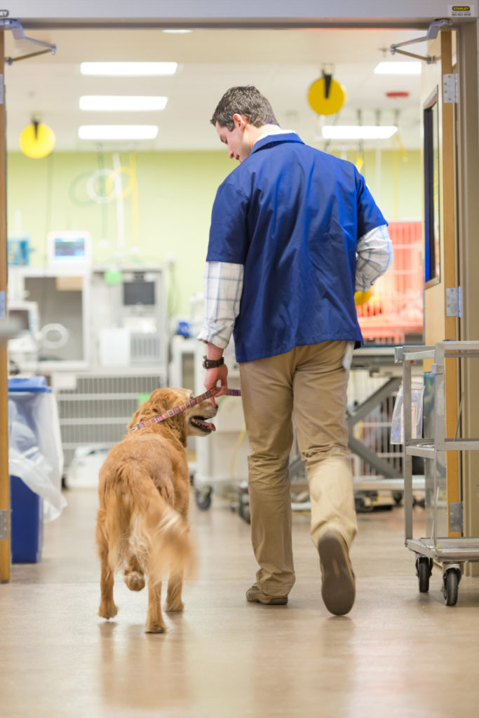 Jason Shipman, first year DVM student, walks a dog in the James L. Voss Veterinary Teaching Hospital. January 28, 2016