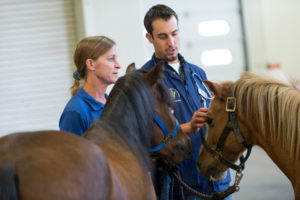 evaluating a horse at the VTH