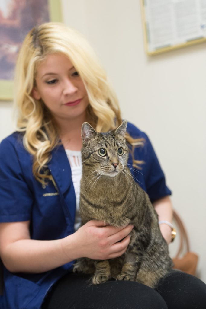 3rd year veterinary student Zulema Villa with her cat, My Favorite, at the James L. Voss Veterinary Teaching Hospital. The cat is a 2 year cancer survivor and was treated by Dr. Yoshikawa. April 4, 2016