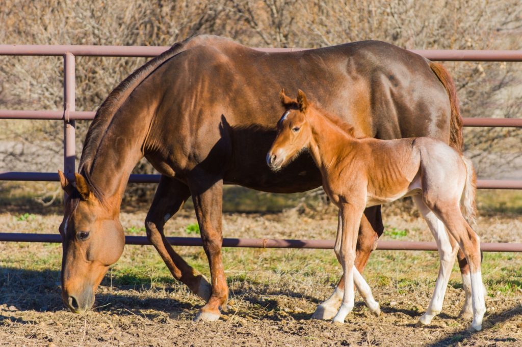 A newborn foal at the Colorado State University Equine Reproduction Laboratory