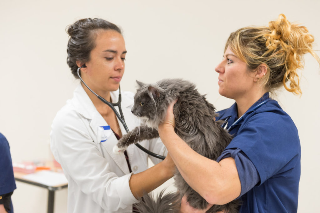 Colorado State University veterinary students and faculty partner with the National Western Center and PetAid to do a spay/neuter clinic and low cost veterinary checkups for residents of the Swansea/Elmira neighborhoods in Denver. October 15, 2016 Colorado State University veterinary students and faculty partner with the National Western Center and PetAid to do a spay/neuter clinic and low cost veterinary checkups for residents of the Swansea/Elmira neighborhoods in Denver. October 15, 2016