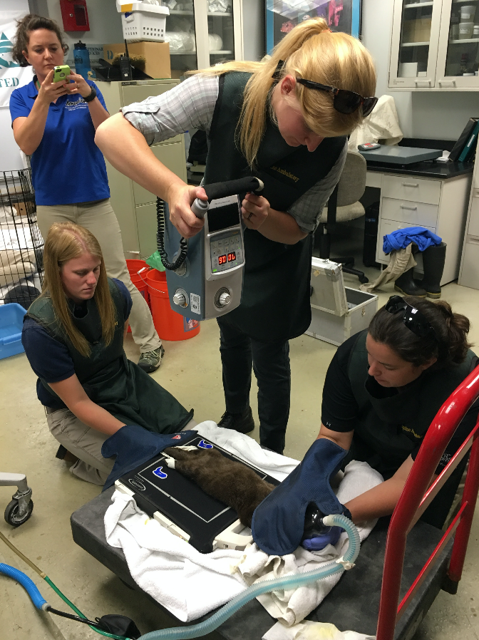 Dr. Mindy Story of the CSU equine field service takes an X-ray with the service’s portable digital radiograph machine while students Jess Martin, left, and Deb Lanzi hold the otter at the Downtown Aquarium in Denver. (Photo by Kristen Browning-Blas/CSU)