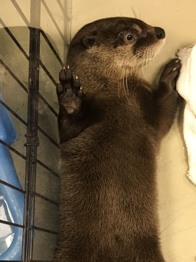 A baby otter seems to wave at the camera at the Downtown Aquarium in Denver. (Photo by Kristen Browning-Blas/CSU)