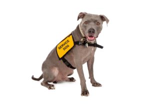 service-dog-with-vest