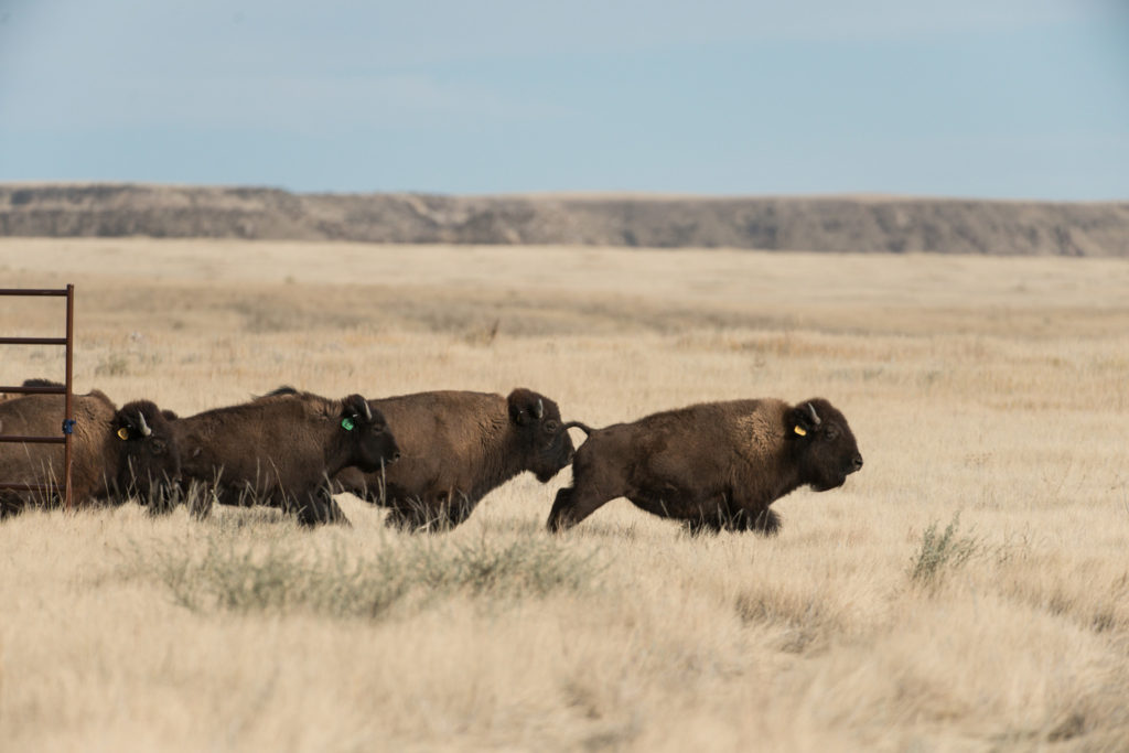The Laramie Foothills Bison Conservation Herd, a genetically pure, Brucella abortus-free bison herd is released in the City of Fort Collins Soapstone Prairie Natural Area and Larimer County Red Mountain Open Space, November 1, 2015, National Bison Day.