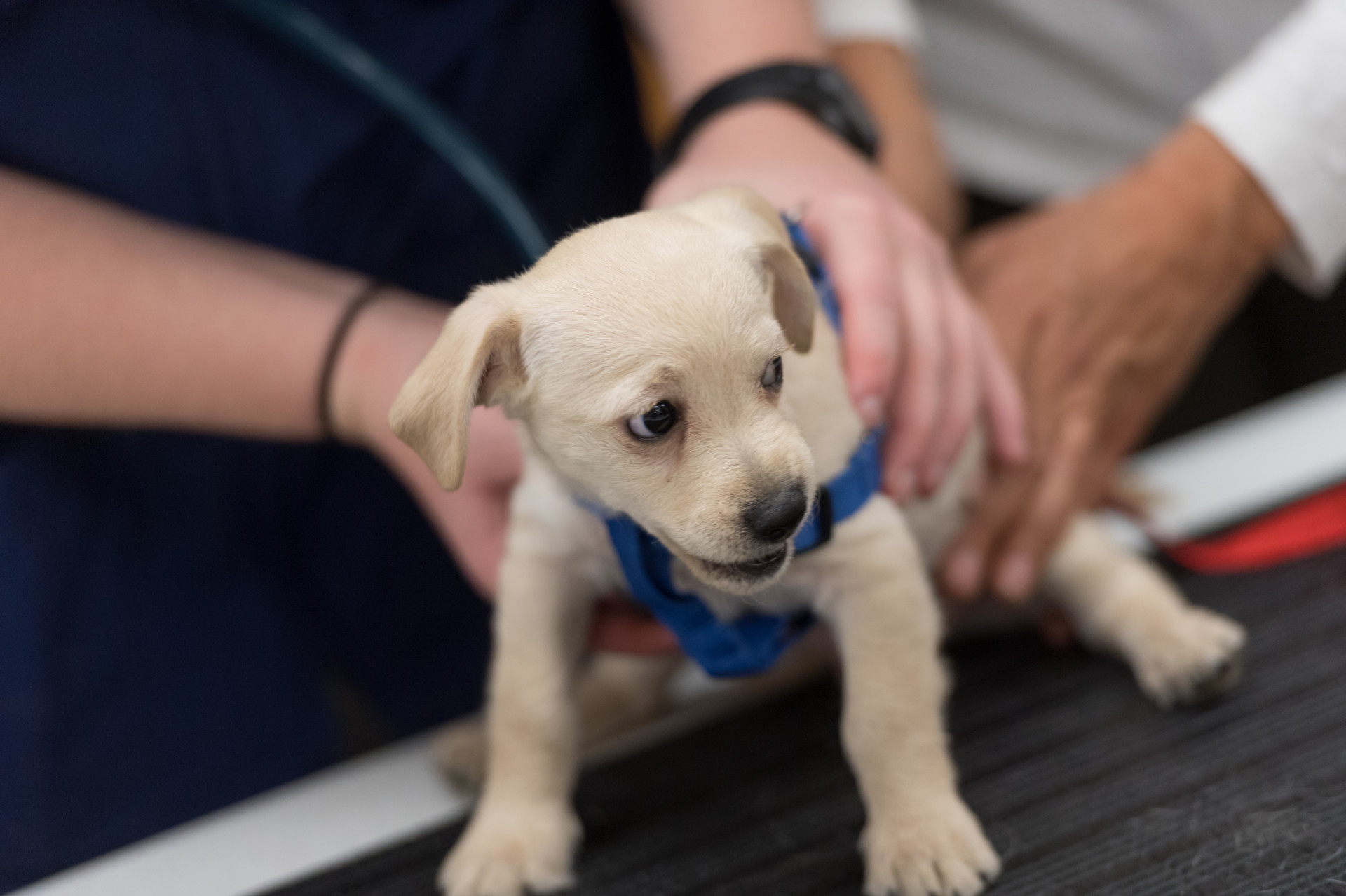 Pet Health: Five good reasons to adopt a shelter pet