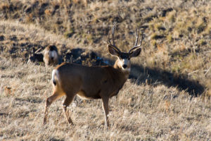 Deer forage on Hall Ranch