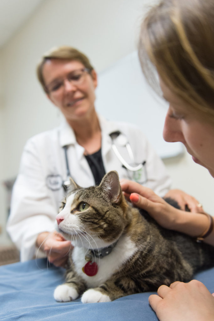 Dr. Susan Lana, clinical oncology service chief, examines a cat named Bentley.