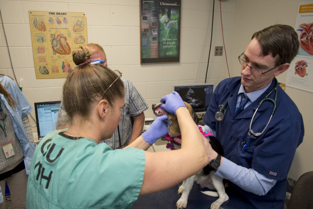 Lilly Rose the one year old Beagle gets a dental check-up at the Colorado State University Veterinary Teaching Hospital, February 10, 2015.