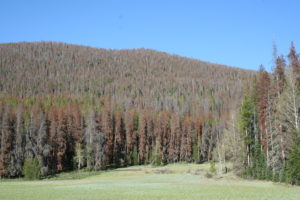mountain pine beetle impacts