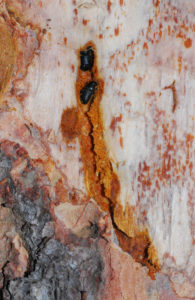 adult spruce beetles
