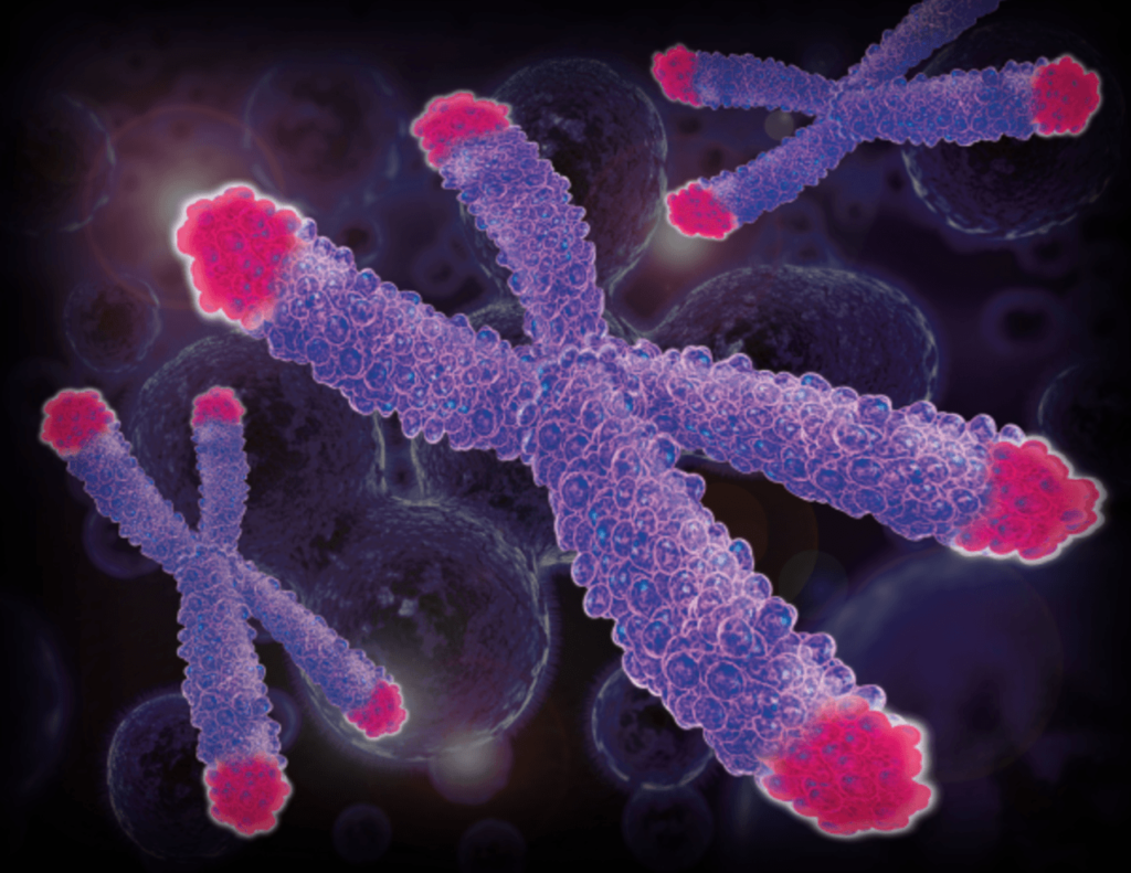Telomeres, the protective caps on the ends of chromosomes get shorter as we age, but stress can cause them to shorten prematurely. (Genetic Literacy Project photo)