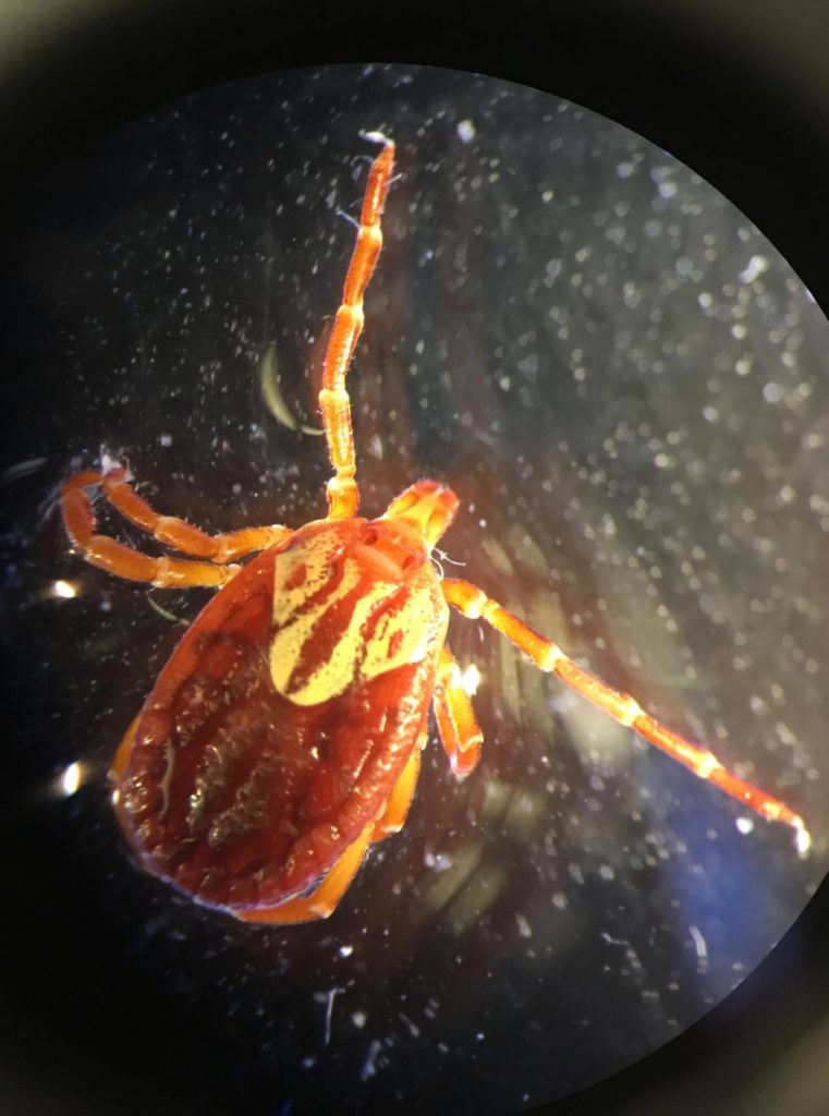 Ticks can transmit diseases from dogs to humans. CSU researchers are studying their prevalence in Todos Santos and evaluating methods of canine flea and tick prevention. (Photo by Cody Minor)