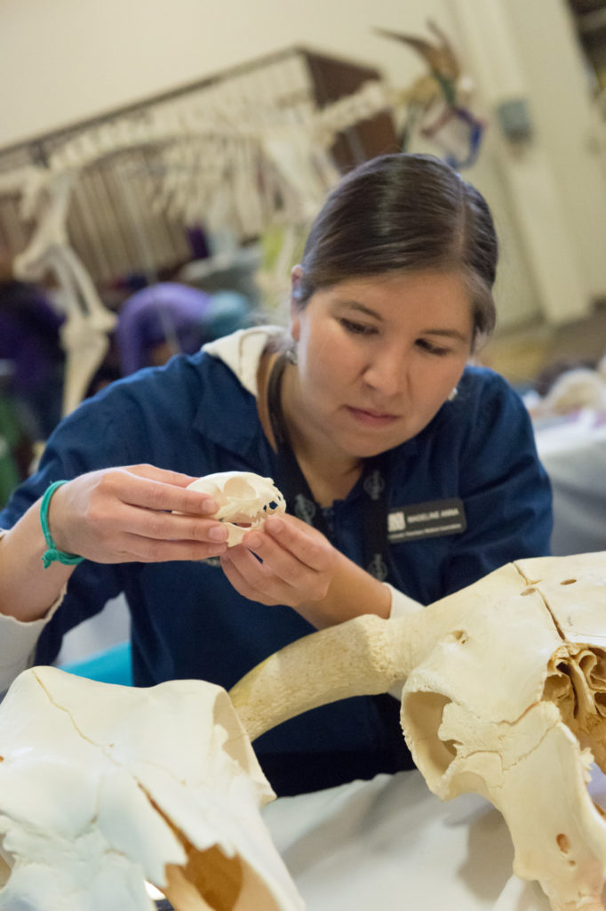 Veterinary student Madeline Anna describes bone structure and function during Open House. John Eisele/CSU Photography