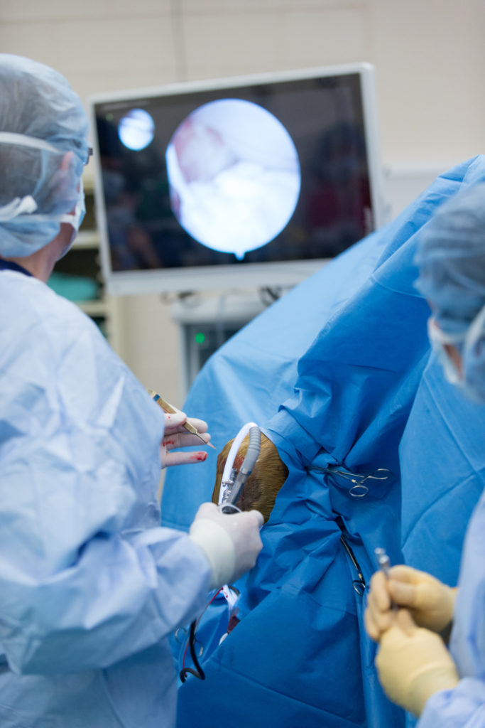 Dr. Wayne McIlwraith and Dr. Laurie Goodrich perform arthroscopic surgery on a quarter horse. July 24, 2014