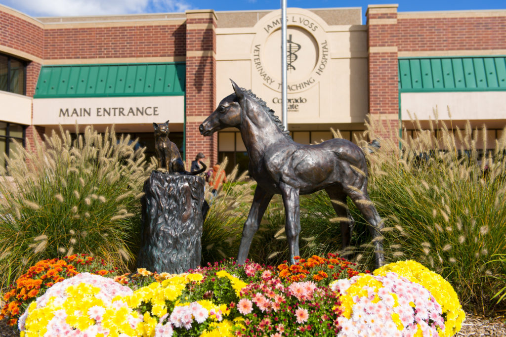 The Another Filly to Train sculpture outside the James L. Voss Veterinary Teaching Hospital, by artist Brenda Longworth, featuring a cat and foal.