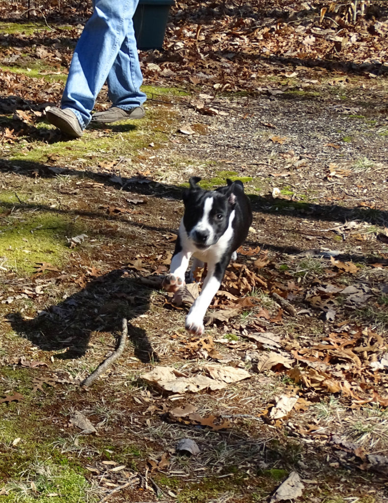 Now recovered from parvo, Piper delights in romping through the forest. (Photo courtesy of Catherine Houghton)