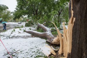 A historic hackberry tree damaged by this week's storm.