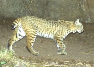 remote camera trap photo of a bobcat in southern California
