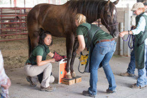 color photo of CSU Equine Clinical Services team at Cheyenne Frontier Days, treating Wapinitia