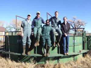 Frank Garry, left, and his team working cattle at a ranch in the San Luis Valley.