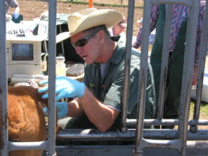 Frank Garry sampling a calf at a squeeze chute near Gunnison.