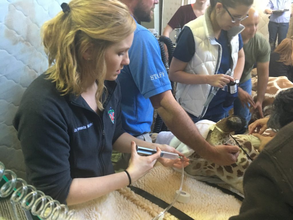 Dr. Amanda Morphet, who is training to specialize in exotic and zoo animal medicine at CSU, injected the stem cells grown from giraffe blood into Mahali's foot. (Photo by Andrew Schroeder)