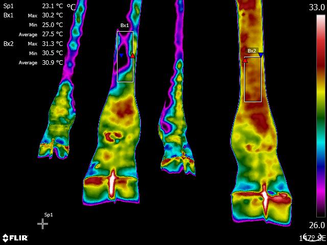 Thermal imaging shows the inflammation in Mahali's front left leg one day before receiving stem-cell therapy.