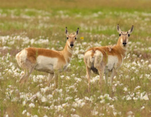 color photo of two pronghorn antelope in a field