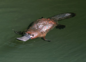 duck-bill platypus swimming