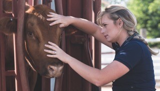 Dr. Laura Bledsoe examining a brown cow's face