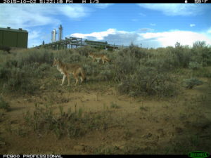 a color photo of foxes captured by a remote camera on Chevron property in northwestern Colorado